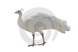 White peacock isolated
