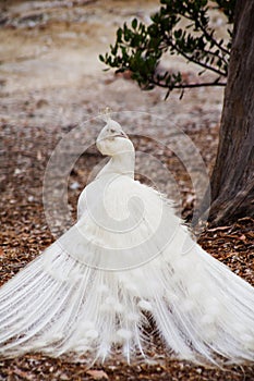 White peacock looking over shoulder