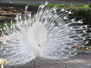 White peacock with a loose tail