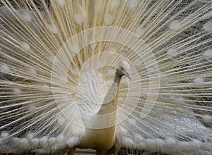 White peacock with open wings