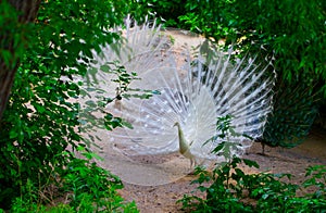 white peacock opens its tail in the private garden