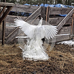 White peacock with outspread wings above the dunghill