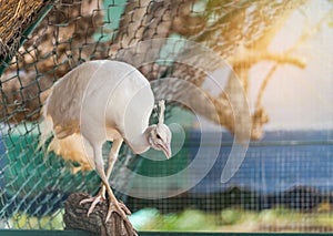 White peacock perching in cage
