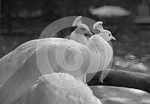 White Peacock Perching in the Log