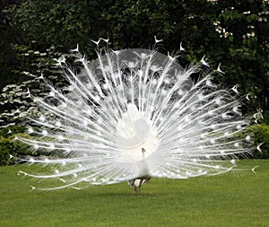 White peacock and perfect lawn