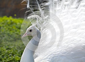 White Peacock portrait