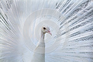 White Peacock portrait