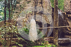 White peacock sitting on a branch in the park photo