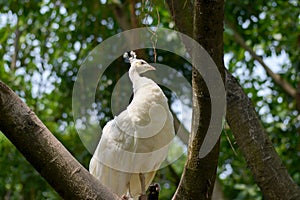 White peacock