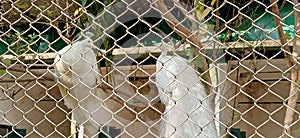 White peacocks from the fence in kolkata, India