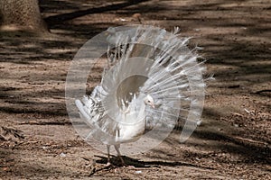 White Peafowl bird male demonstrating tail