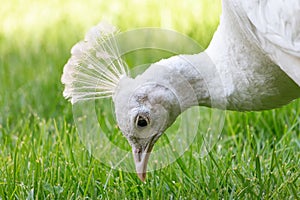 White peafowl close-up portrait with green background