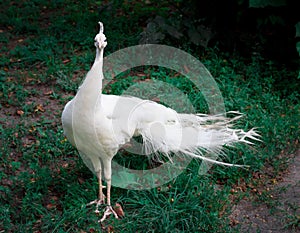 White peafowl peahen with crown on green grass in zoo