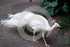White peafowl peahen with crown walks on ground in zoo