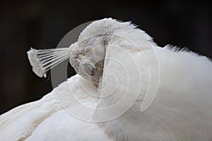 A white peafowl preening its feathers.