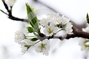 White pear blossoms as white as snow bloomed on the branches..