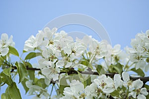 White pear blossoms