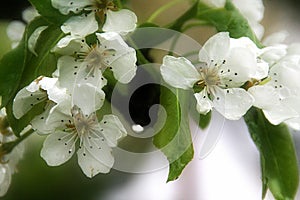 White Pear Flower Blossoms and Green Leaves after a Rain