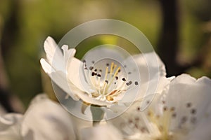 White pear flower