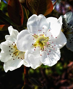 white pear flower