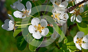 White pear flowers in a flower garden and a bee pollinating