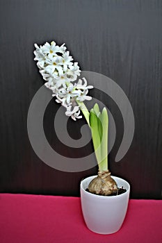 White pearl hyacinth