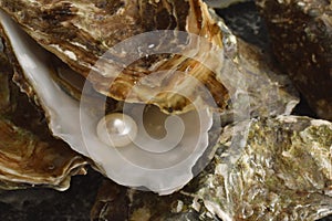 White pearl in oyster closed up