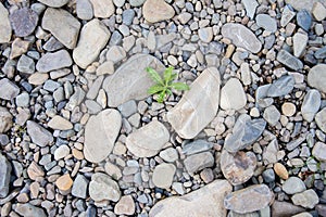 White pebbles of rock on the beach, a single green plant broke through the rocks. Symbol of perseverance and vitality.