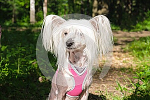 White pedigreed dog with long hair on paws, muzzle and ears