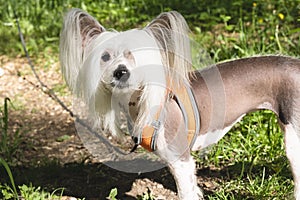 White pedigreed dog with long hair on paws, muzzle and ears