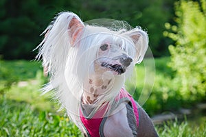 White pedigreed dog with long hair on paws, muzzle and ears