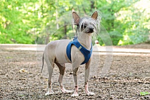 White pedigreed dog with long hair on paws, muzzle and ears