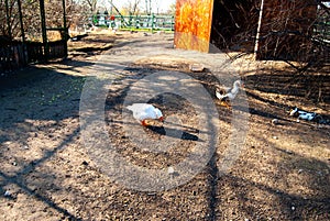 White peecock in the garden