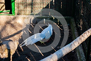 White peecock in the garden