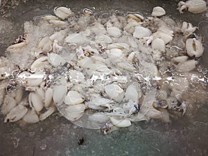 White peeling squid