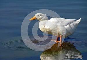 White Pekin Duck photo