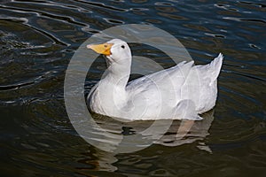 White pekin duck, also known as Aylesbury duck