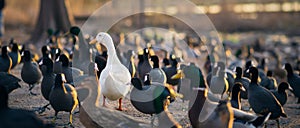 White Pekin Duck in a crowd of Mallards