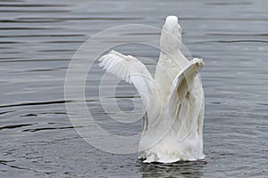 White pekin duck, flightless bird, spreading and flapping wings