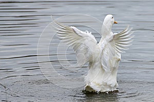 White pekin duck, flightless bird, spreading and flapping wings