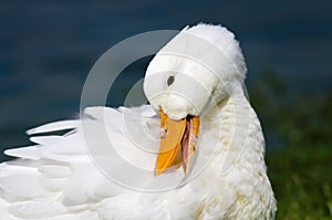 White Pekin Duck photo