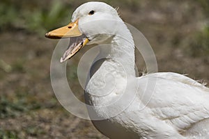 A white pekin duck quacking.