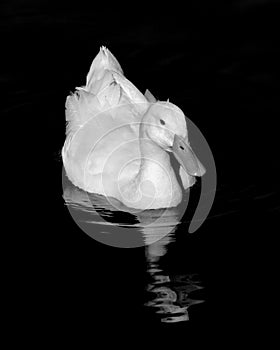 White Pekin Duck with reflection