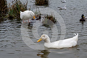 White pekin duck swimming on an overcast grey day