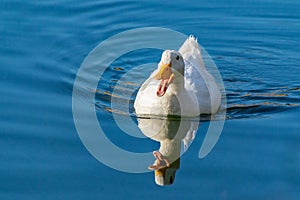 White pekin duck swimming on a still clear pond with reflection in the water