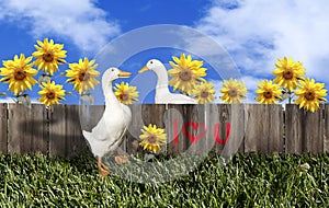 White Pekin Duck Valentine Couple photo