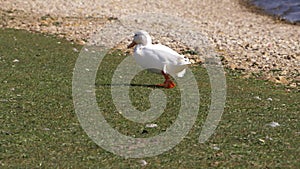 White Pekin duck waddles by the waterside