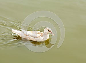 White pekin ducks also known as Aylesbury or Long Island ducks flapping and spreading wings