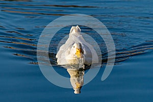 White pekin ducks dribbling water on a still calm lake with reflection