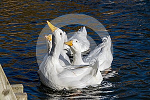 White pekin ducks reaching up out of the water